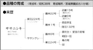 ササニシキの来歴