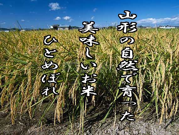 特別栽培玄米 宮城県産 ひとめぼれ 2kg｜ベイシアネット