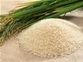 お米の品種比較
